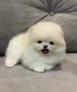 Billy - Available