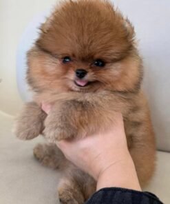 Becky - Available