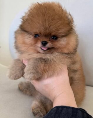 Becky - Available