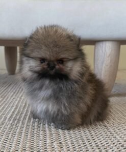 Lenny - Available